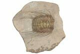 Spiny Selenopeltis Trilobite - Erfoud, Morocco #190986-2